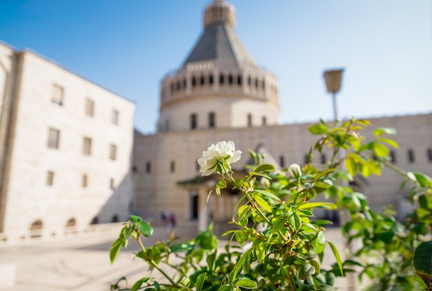 Basilica of Annunciation and beautiful white rose. Nazareth, Galilee, Israel