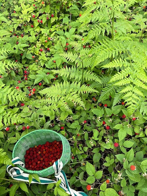 A basket of berries sits in a field with fern like ferns.