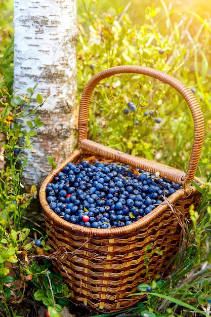 Basket of blueberries in the forest near the tree among the blueberry bushes.