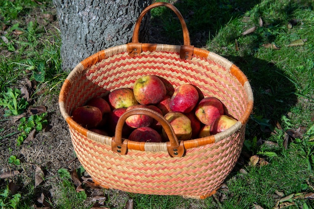 Basket of fresh apples on the wooden table in the garden