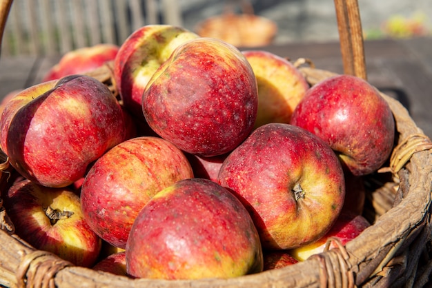 Basket of fresh apples on the wooden table in the garden