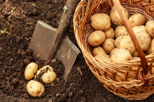 Basket of fresh tasty new potatoes