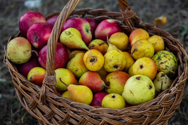 basket full of fresh fruit apples and pears broken from the tree