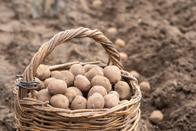 Basket full of potatoes near row of holes before burying