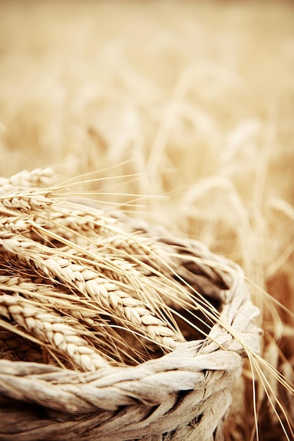 Basket full of ripe ears wheat against a background of wheat field Harvest festival