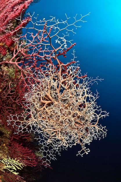 Basket star