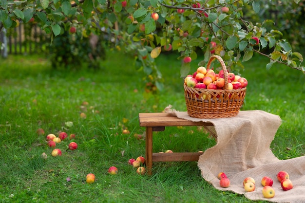 A basket with apples stands on a wooden bench on the grass. Harvesting in an apple orchard.