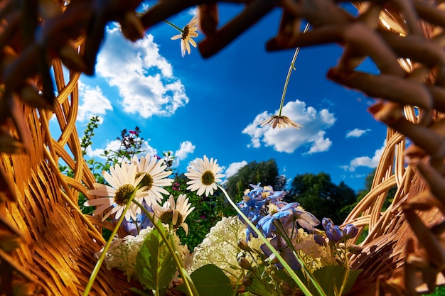 Basket with chamomile and hydrangea flowers against a blue sky with clouds