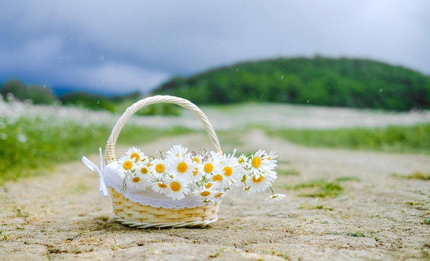 Basket with daisies on the road in cloudy weather