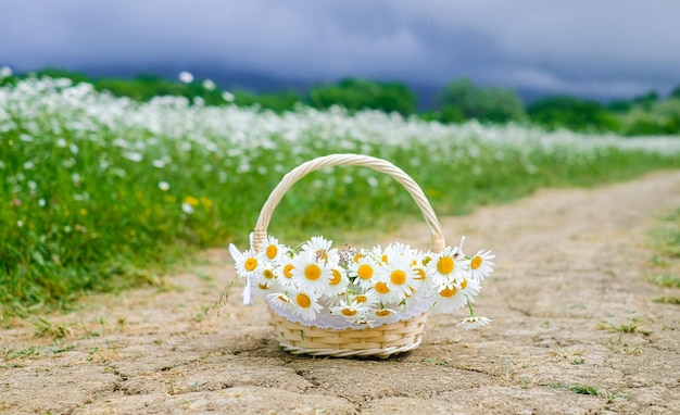 Basket with daisies on the road in cloudy weather