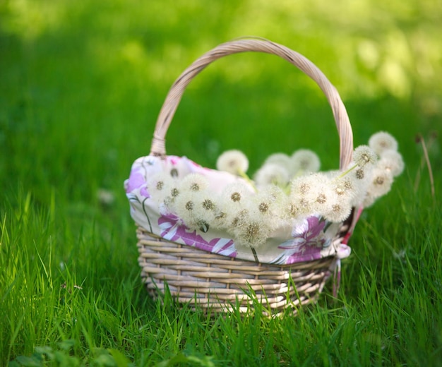 basket with dandelions on  green grass background close up outdoors portrait in spring.
Picnic time