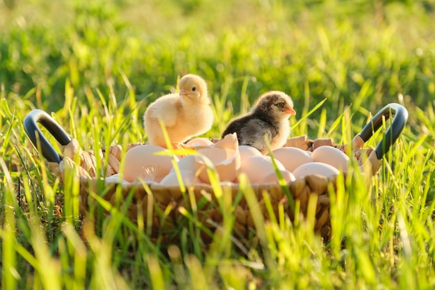 Basket with eggs with two little newborn baby chickens