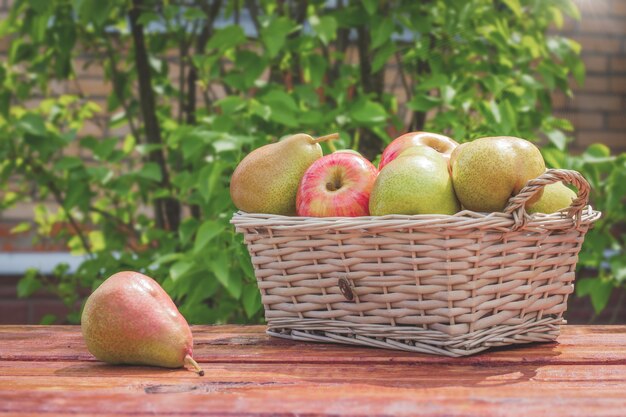 Basket with fresh red apples and green pears on wooden table in the garden.