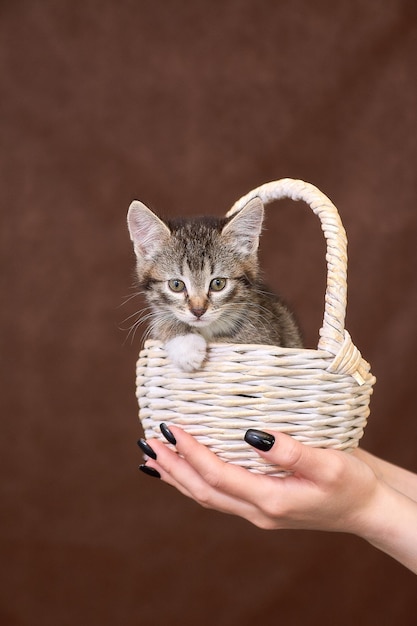 Photo basket with a kitten in the palm of your hand