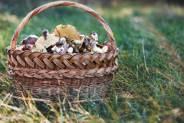 Basket with mushrooms on a background of green grass