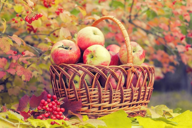 Basket with organic apples on the grass in the autumn orchard