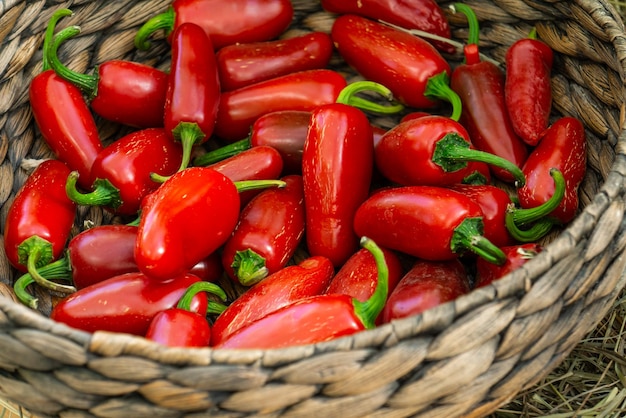 A basket with red pepper beans