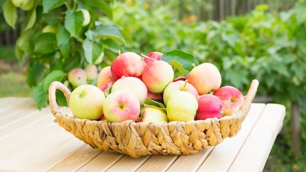 Basket with ripe apples in the garden