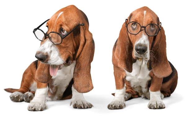 Basset Hound dog in glasses on background