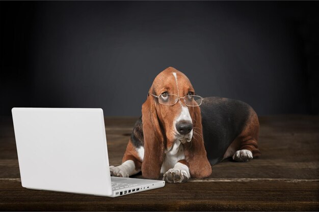 Basset Hound dog in glasses with laptop on background