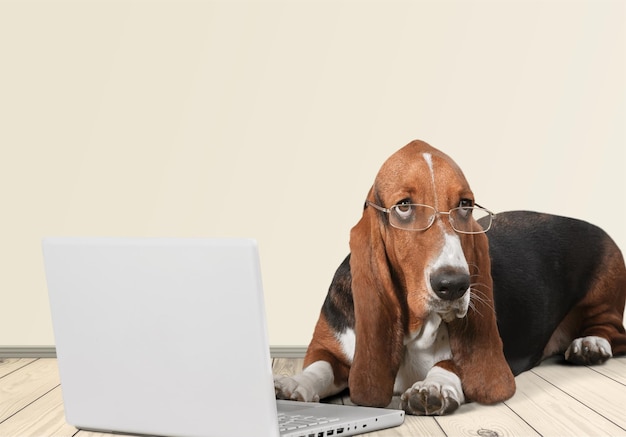 Basset Hound dog with laptop  on background