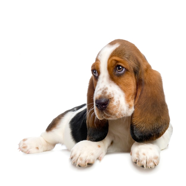 Basset Hound  Puppy -  Hush Puppies dog portrait isolated