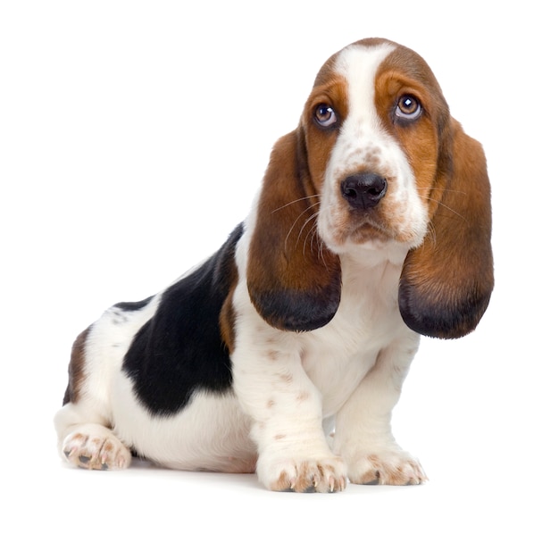 Basset Hound  Puppy -  Hush Puppies dog portrait isolated