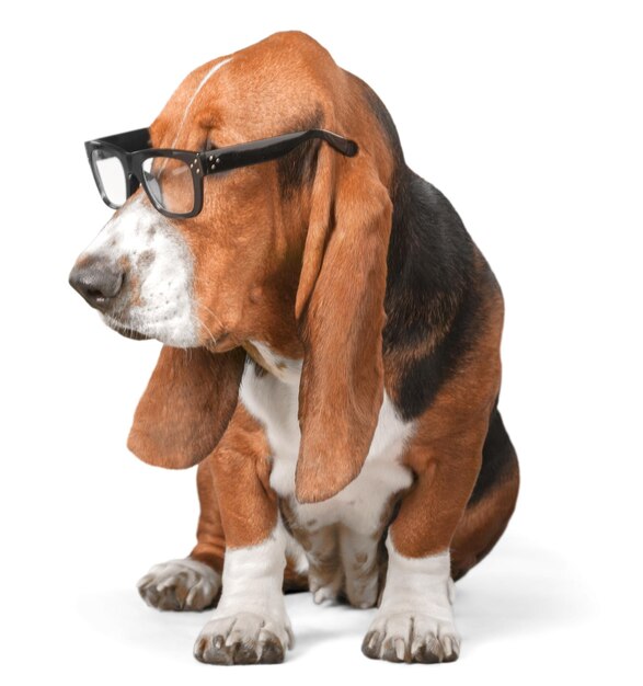 Basset Hound Using a Laptop Computer and Wearing Glasses