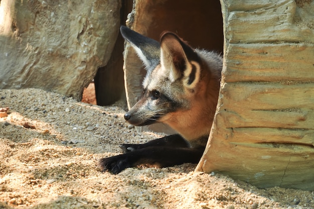 The bat-eared fox