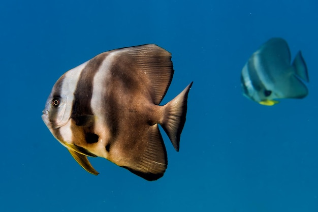 Bat fish portrait