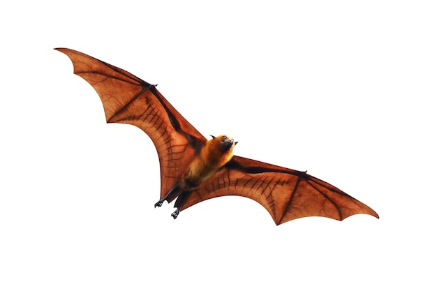 Bat flying isolated on white background.