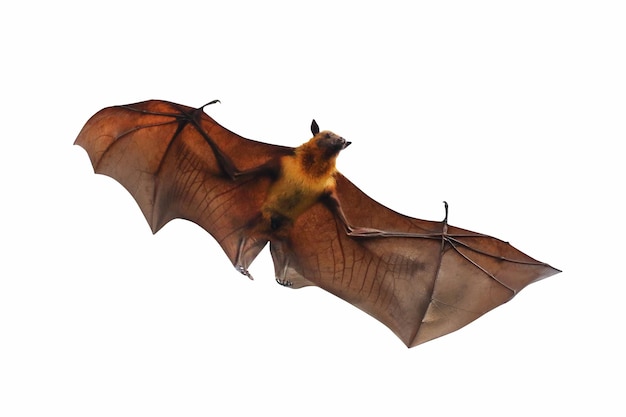 Bat flying isolated on white background