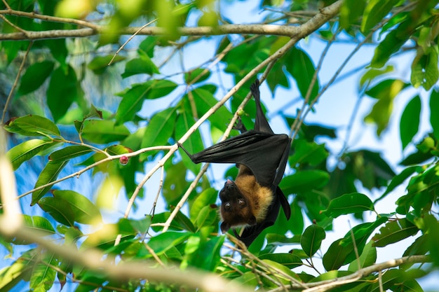 Bat hanging on a tree branch Malayan bat