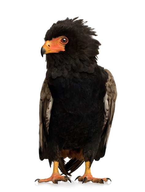 Bateleur (10 years) Terathopius ecaudatus - in front on a white isolated