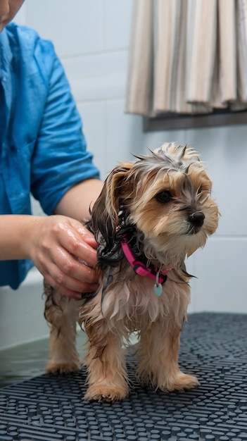 Bathing a cute dog