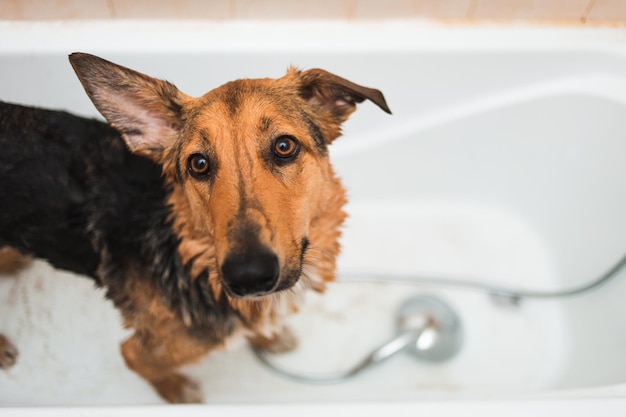 Bathing of the funny mixed breed dog Dog taking a bubble bath Grooming dog