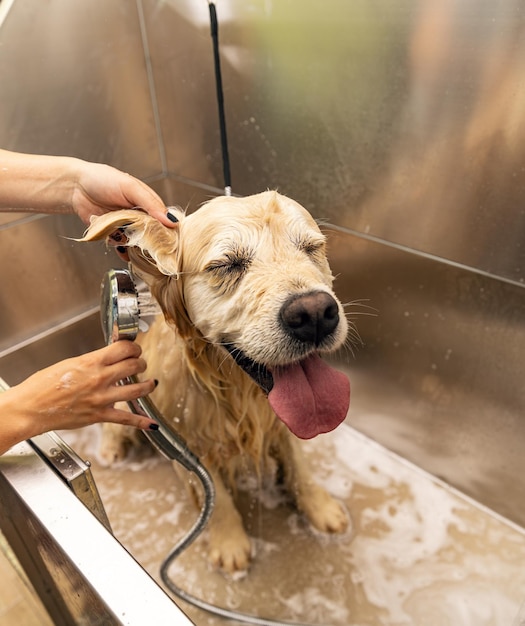 Bathing of the golden retriever