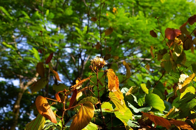 Bauhinia aureifolia or gold leaf bauhinia