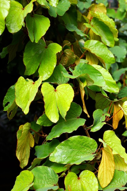 Bauhinia aureifolia or gold leaf bauhinia