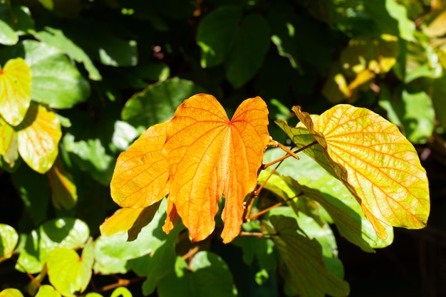 Bauhinia aureifolia or gold leaf bauhinia