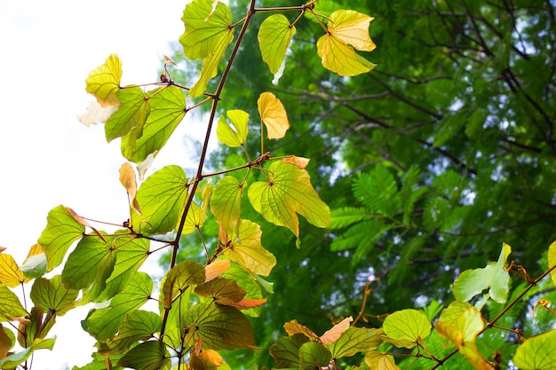 Bauhinia aureifolia or gold leaf bauhinia