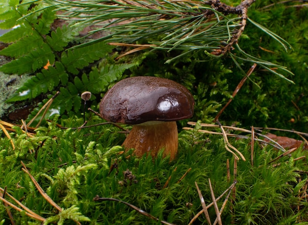 Bay bolete mushroom on forest moss