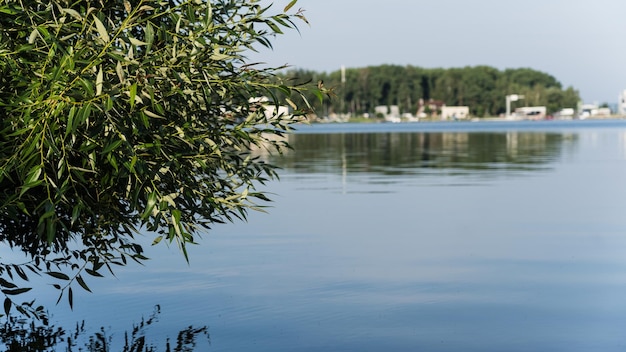 A bay in the distance a lake a tree growing on the left