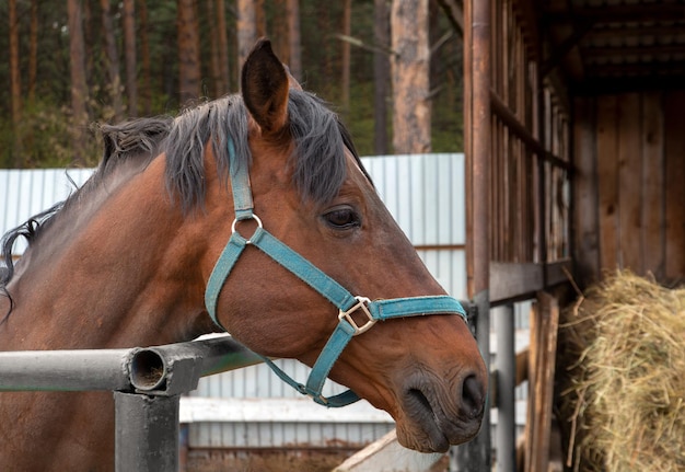 A bay horse in a paddock at a horse farm Hobby animals