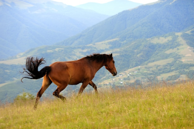 Bay horse skips on a green meadow against mountains