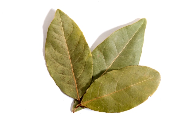 bay laurel leafs