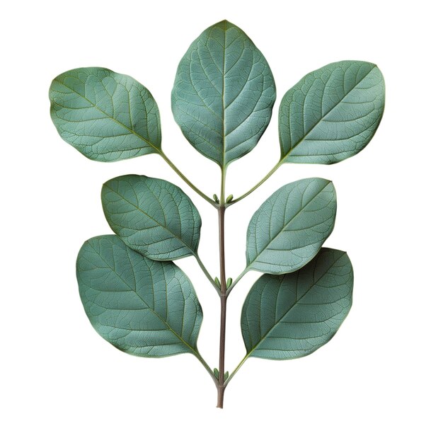 A bay leaf branch isolated on white background