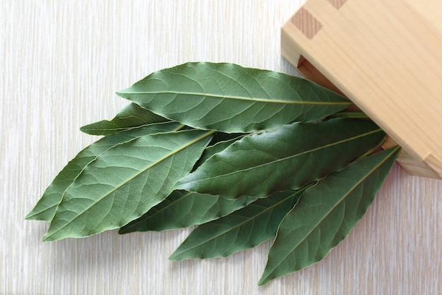 Bay leaf green. Laurel or sweet bay in a wooden bowl on a gray table