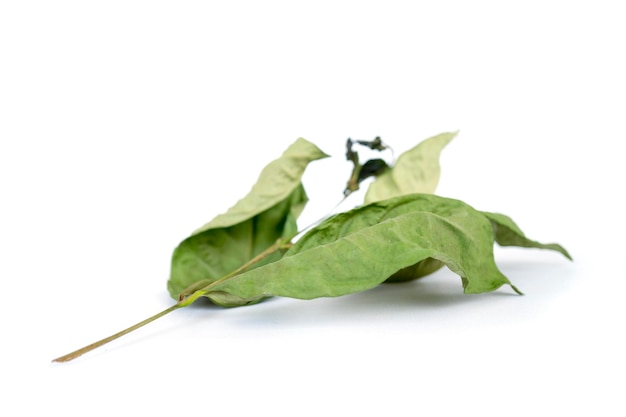 Bay leaf starting to dry isolated on a white background