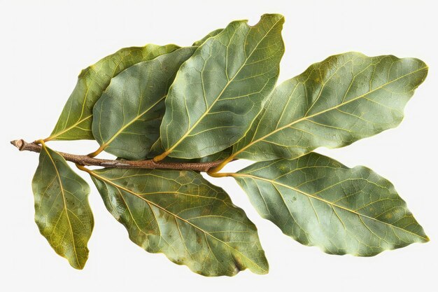 Photo bay leaves isolated on transparent white background hyperrealistic highly detailed rich details ar 3